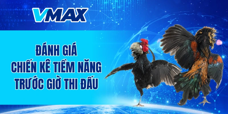 Cách quan sát và đánh giá chiến kê tiềm năng trước giờ thi đấu